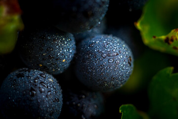 Gros plan sur le gamay du Beaujolais
