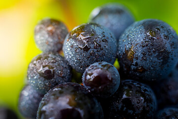 Gros plan sur le gamay du Beaujolais