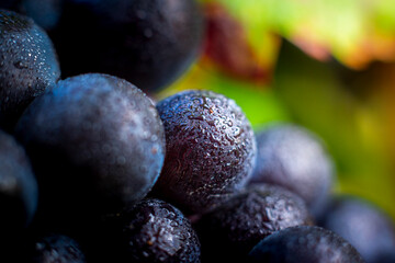 Gros plan sur le gamay du Beaujolais