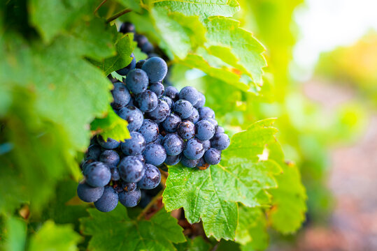 Grappe De Gamay Avant Les Vendanges