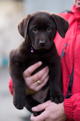 Obraz premium black labrador retriever puppy