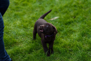 black labrador retriever
