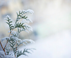 An evergreen coniferous tree branch in the snow. Thuja. Cypress. Winter themes. Copy space for text.