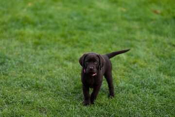 black labrador retriever puppy