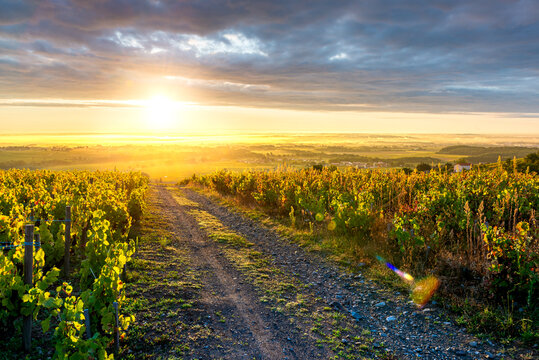 Lever de soleil sur le vignoble du Beaujolais