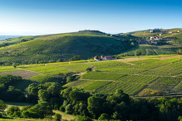 Fototapeta na wymiar Les vignes du Beaujolais éclairées par les premières lueurs matinales