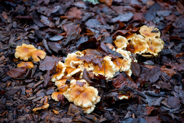 Top view on yellow mushrooms in dry autumn leaves