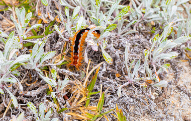 Cape Lappet Moth caterpillar on coastal flora