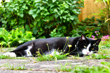 white-black domestic cat is resting on a hot day in the garden shade