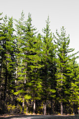 Rows of trees in a Pine Forest Plantation.