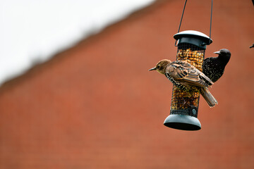 feeder in the garden with young starlings
