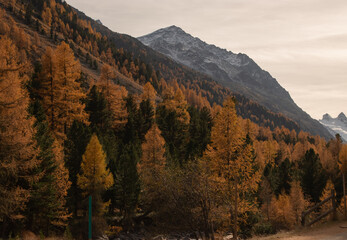 Colors of the autumn in St. Moritz..