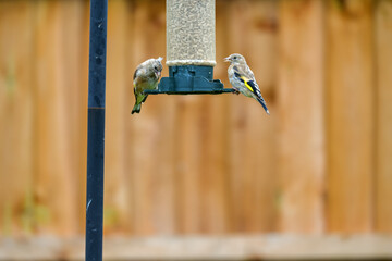 a feeder in the garden with young goldfinches