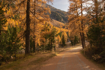 Fototapeta premium Colors of the autumn in St. Moritz..