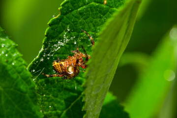 the spider is waiting on the leaf for its victim