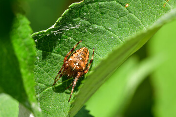 the spider is waiting on the leaf for its victim