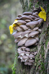 Edible mushroom Pleurotus ostreatus known as oyster mushroom