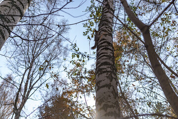Fototapeta premium Little squirrel on the tree