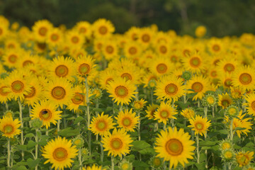 Obraz premium ひまわりのある風景