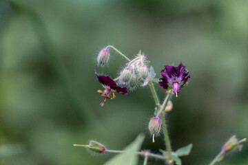 lila Blüte eines Storchenschnabels