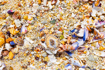 Overhead view of washed up and broken sea shells on sandy beach