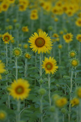 ひまわりのある風景