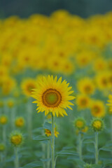 ひまわりのある風景