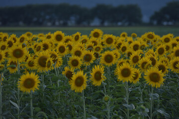 ひまわりのある風景