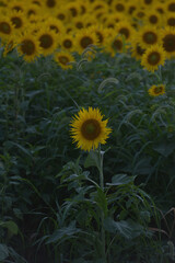 ひまわりのある風景