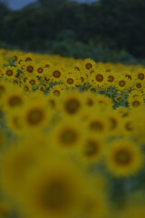 ひまわりのある風景