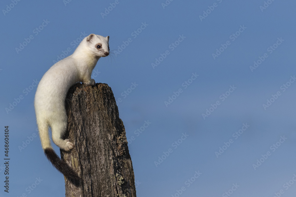 Poster Selective of a short-tailed weasel (Mustela erminea) in white winter fur