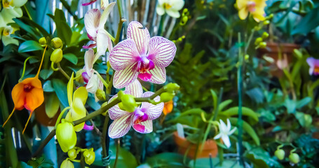 Closeup of colorful orchids growing in the garden