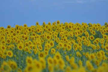 ひまわりのある風景