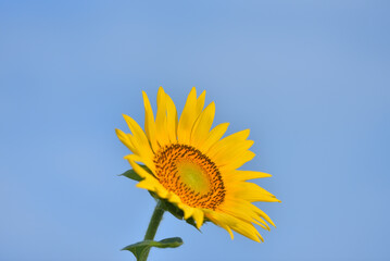 ひまわりのある風景