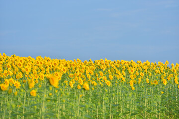 ひまわりのある風景