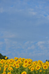 ひまわりのある風景