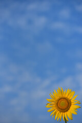 ひまわりのある風景