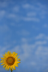 ひまわりのある風景