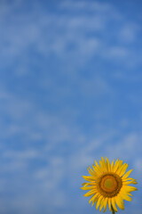 ひまわりのある風景