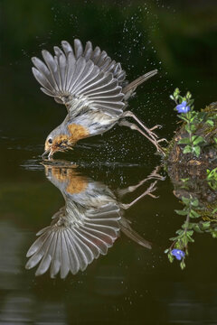 Erithacus rubecula bird with spread wings drinking water from pond water