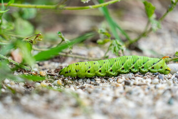 auf Kies kriechende grüne Raupe