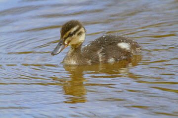 Calm baby mallard swimming on pond water