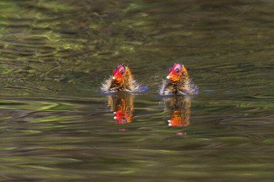 Ducklings of Fulica atra birds floating in pond