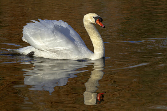 White swan floating in lake