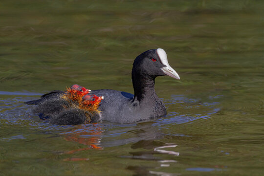Eurasian coot mother with ducklings swimming in lake