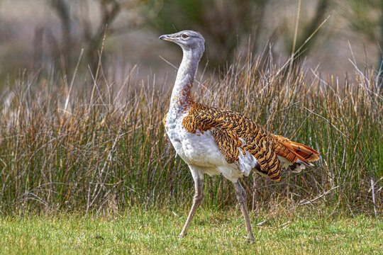 Otis tarda bird walking on green lawn in sunlight