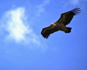 eagle in flight