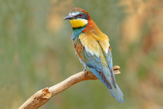 Bright bird on thin tree branch
