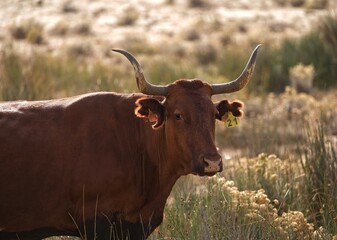 cow with horns