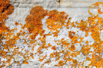 Macro texture of orange red lichen moss growing on mountain rock.